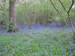 Bluebells in April under hazel coppice, Weyhurst Copse
